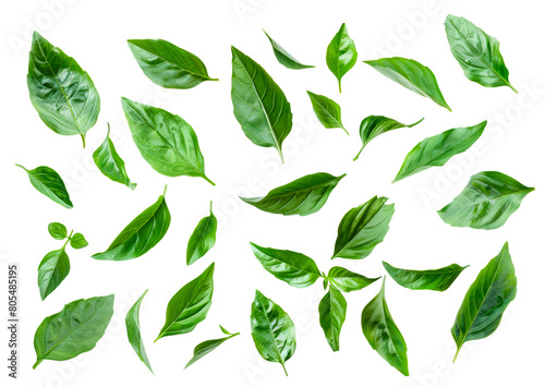 Scattered fresh green basil leaves isolated on transparent background