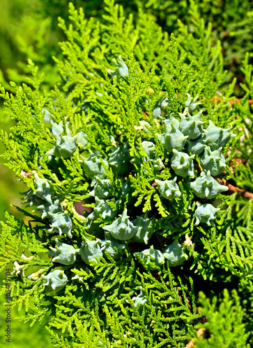Juniper plant with cones photo