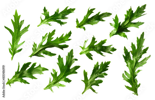 Fresh green parsley leaves isolated on transparent background