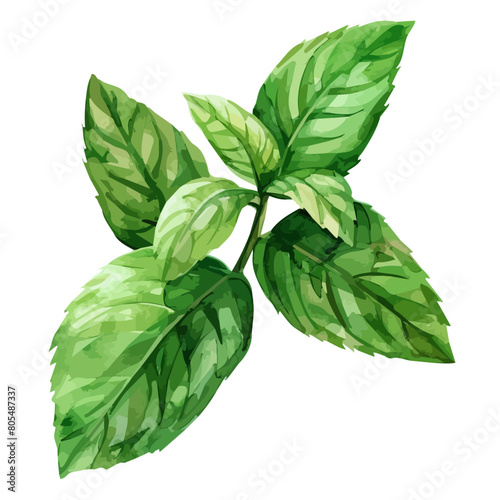 Watercolor vector of a Mint leaves, isolated on a white background, design art, drawing clipart, Illustration painting, Graphic logo, Mint leaves vector 
