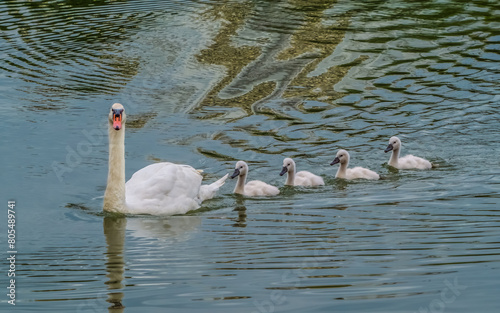 Fototapeta Naklejka Na Ścianę i Meble -  Swan with four goslings floating in formation on lake