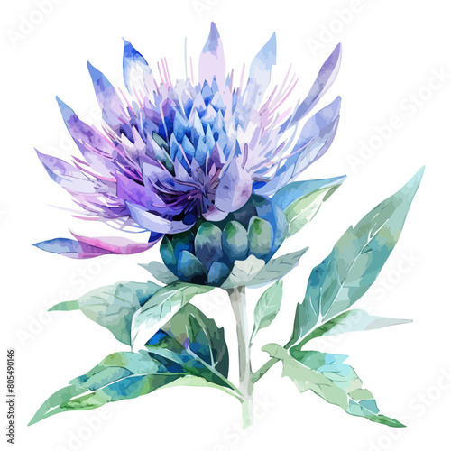 Watercolor Illustration of a thistle flower (silybum marianum), isolated on a white background, thistle clipart, thistle vector, thistle painting, thistle art, drawing clipart, thistle Graphic. photo