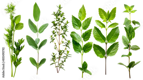 Assorted fresh culinary herbs isolated on transparent background