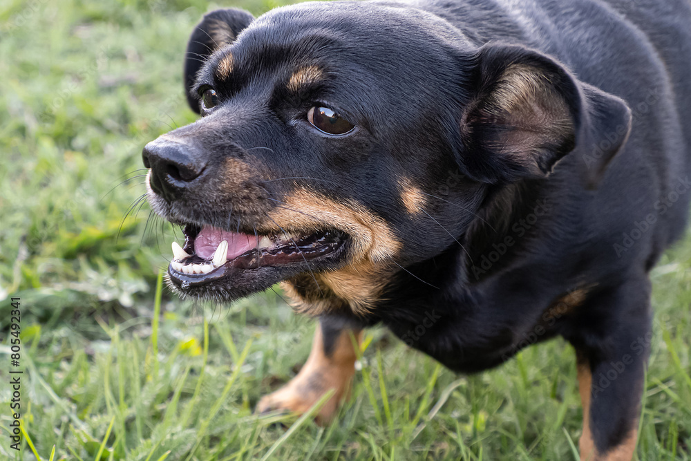Obraz premium Dog. A terrier. Portrait. A sweet affectionate thoroughbred dog. Poster