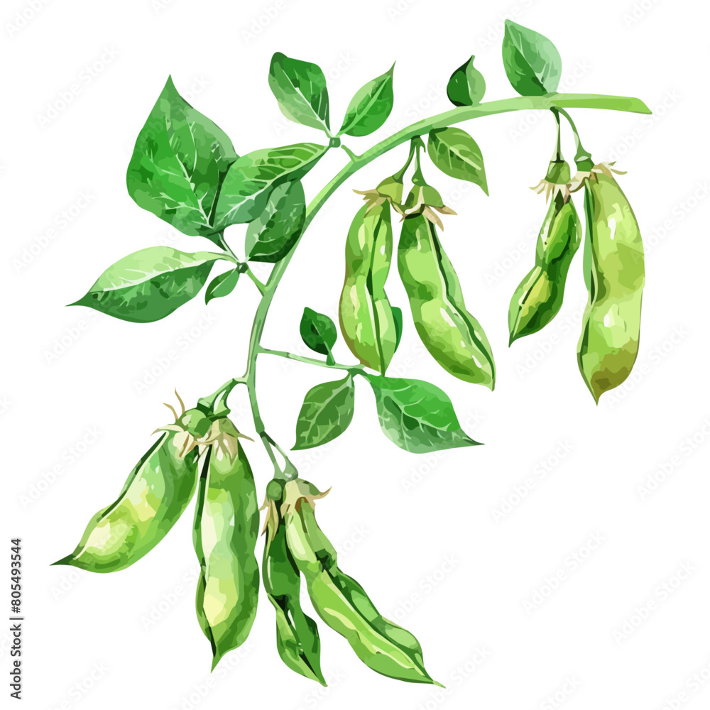 Watercolor of a vicia faba (Broad bean), pea, isolated on a white ...