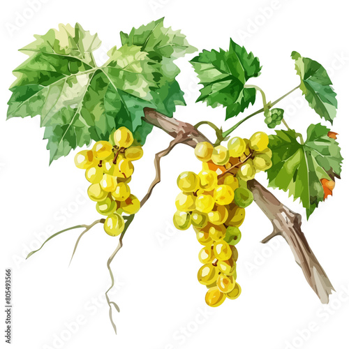 Watercolor Illustration of a vitaceae, isolated on a white background, vitaceae clipart, vitaceae vector, vitaceae painting, vitaceae art, drawing clipart, vitaceae Graphic.