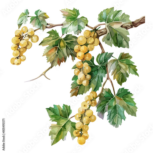 Watercolor Graphic of a vitaceae, isolated on a white background, vitaceae art, vitaceae clipart, vitaceae Graphic, drawing clipart, vitaceae vector, vitaceae painting.