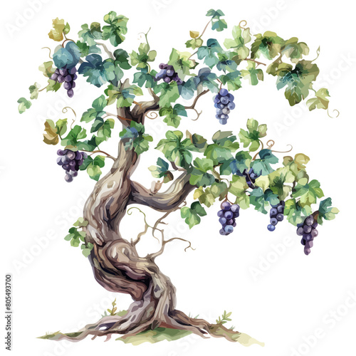 Watercolor Illustration of a vitaceae, isolated on a white background, vitaceae clipart, vitaceae vector, vitaceae painting, vitaceae art, drawing clipart, vitaceae Graphic.