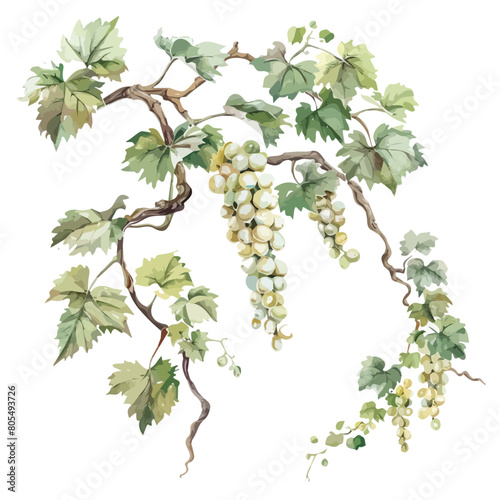 Watercolor Illustration vector of a vitaceae, isolated on a white background, design art, clipart image, Graphic logo, drawing clipart, vitaceae vector, Illustration painting.