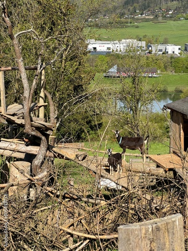 two goats in a pasture