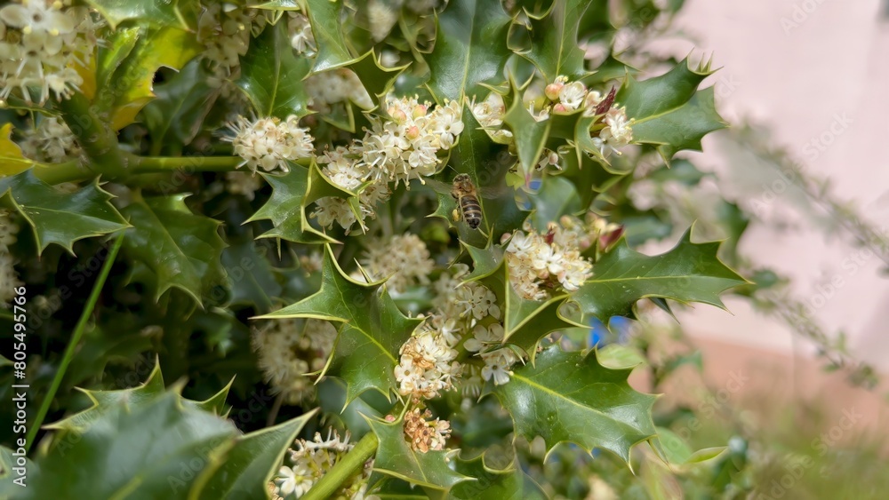 Vivid Display of Holly Blossoms Being Pollinated by Bees in a Sunny Garden Setting Vivid Display of Holly Blossoms Being Pollinated by Bees in a Sunny Garden Setting