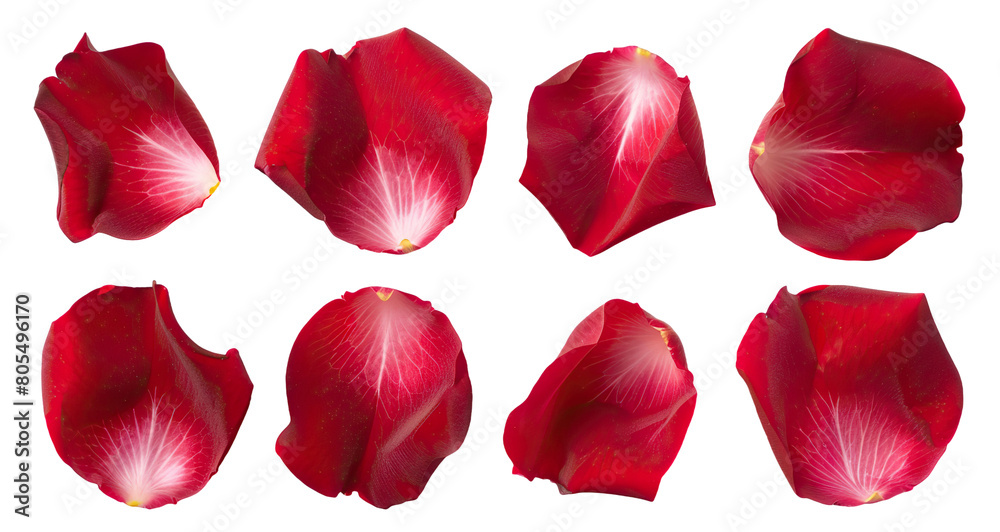 Set of red rose petals, cut out Set of red rose petals, cut out