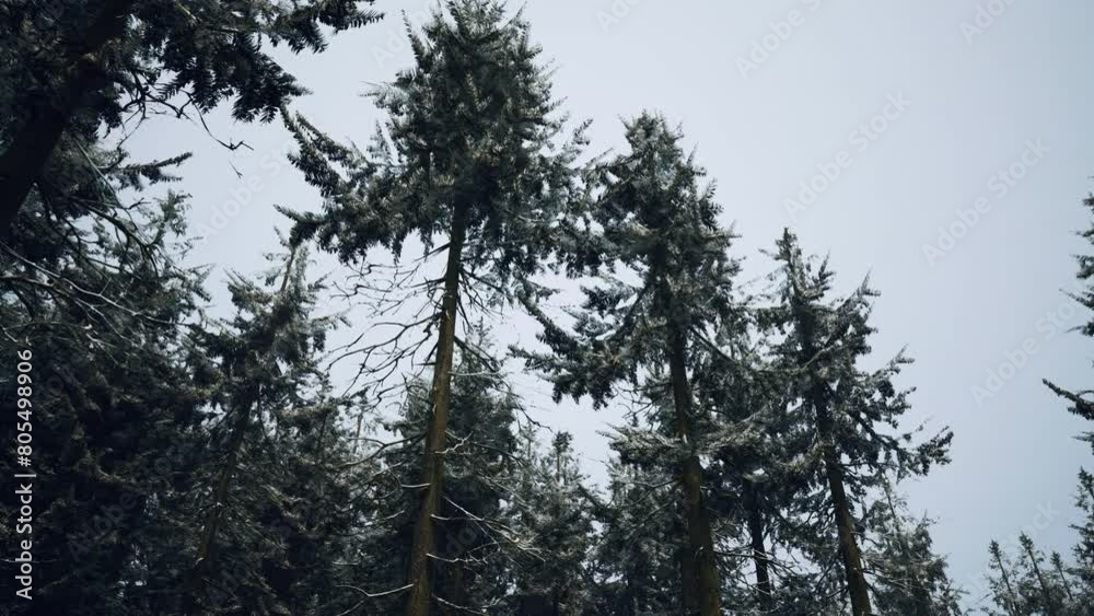 Beautiful Snowy White Forest In Winter Frosty Day Beautiful Snowy White Forest In Winter Frosty Day