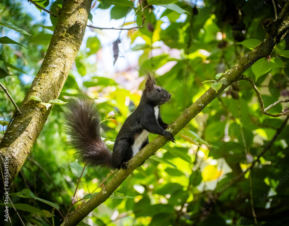 Fototapeta premium Eichhörnchen