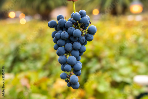 Cabernet Sauvignon grape bunch