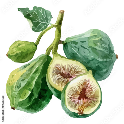 Watercolor Vector painting of figs, isolated on a white background, figs vector, figs clipart, figs art, figs painting, figs Graphic, drawing clipart.