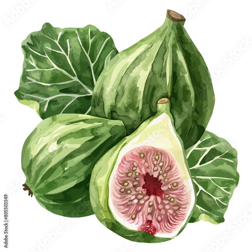 Watercolor Vector painting of figs, isolated on a white background, figs vector, figs clipart, figs art, figs painting, figs Graphic, drawing clipart.