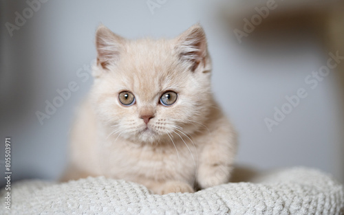 Edle und imposante Britisch Kurzhaar Kitten