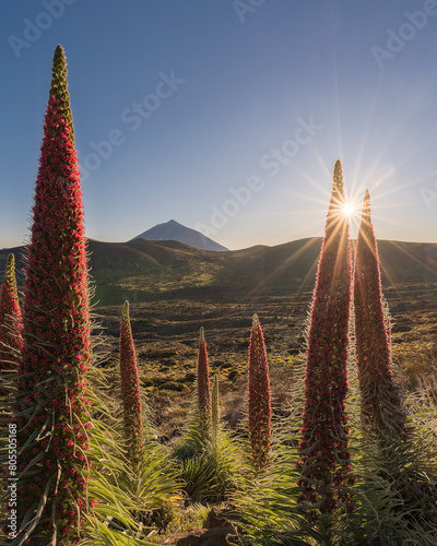 Tajinastes en el parque nacional del Teide