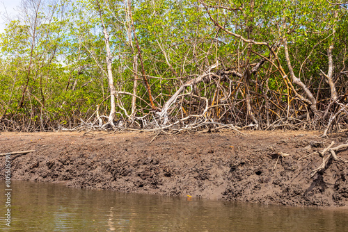 Mangrove around Sossego Island