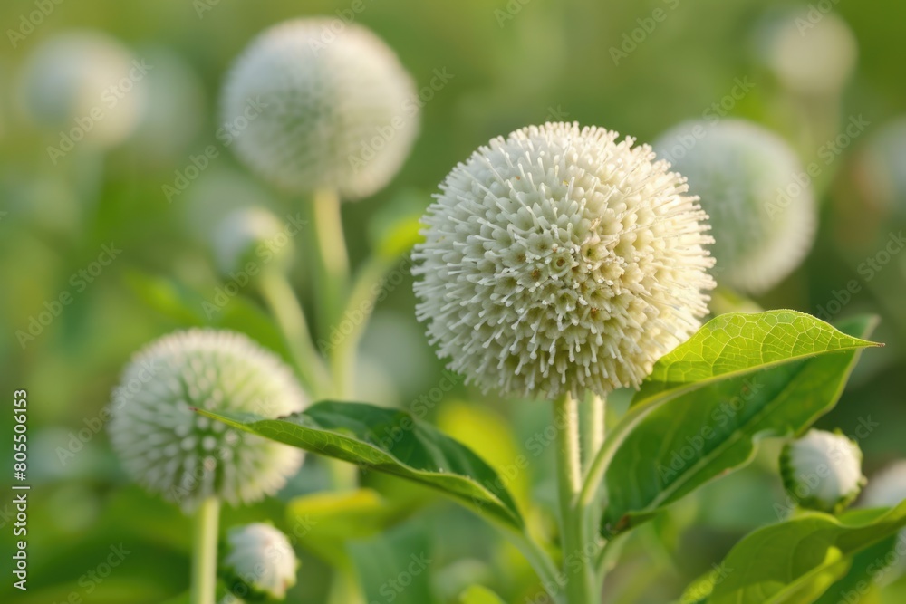 White Button Bush Flower in Lush Green Grass. Spring and Summer Nature Concept