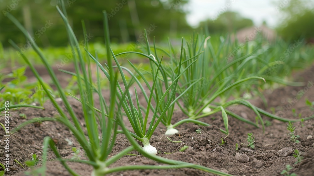 Cultivating onions in summer season Cultivating onions in summer season