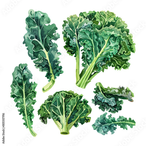 Watercolor Illustration of kale set, isolated on a white background, design art, clipart image, Graphic logo, drawing clipart, kales vector, Illustration painting.