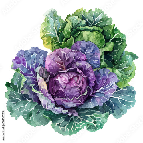 Watercolor painting of a kale, isolated on a white background, kales vector, drawing clipart, Illustration Vector, Graphic Painting, design art, logo