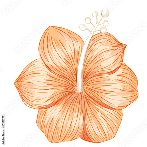 hibiscus flower with color hand draw style