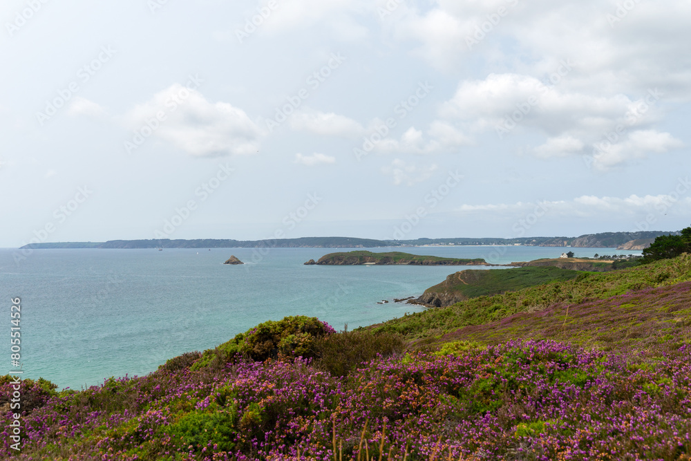 Un parterre de bruyères en fleurs s'épanouit devant la majestueuse mer d'Iroise, offrant une vue pittoresque sur l'île de l'Aber depuis la presqu'île de Crozon, une scène enchanteresse de la nature br Un parterre de bruyères en fleurs s'épanouit devant la majestueuse mer d'Iroise, offrant une vue pittoresque sur l'île de l'Aber depuis la presqu'île de Crozon, une scène enchanteresse de la nature br