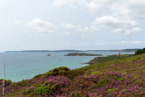 Un parterre de bruyères en fleurs s'épanouit devant la majestueuse mer d'Iroise, offrant une vue pittoresque sur l'île de l'Aber depuis la presqu'île de Crozon, une scène enchanteresse de la nature br