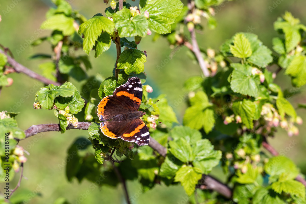 Vanessa atalanta butterfly on green leaves. Vanessa atalanta butterfly on green leaves.