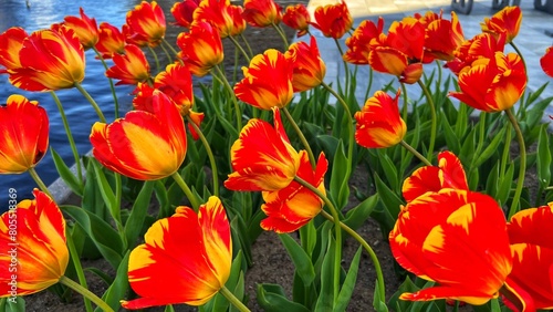 red and yellow tulips