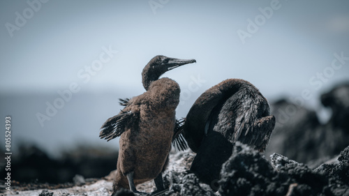 Φωτογραφία flightless cormorant