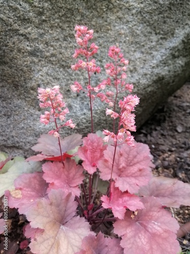 Blooming Heuchera or Heucherella with pink inflorescences and red leaves near a huge stone and fern leaves in the summer garden. Floral wallpaper photo