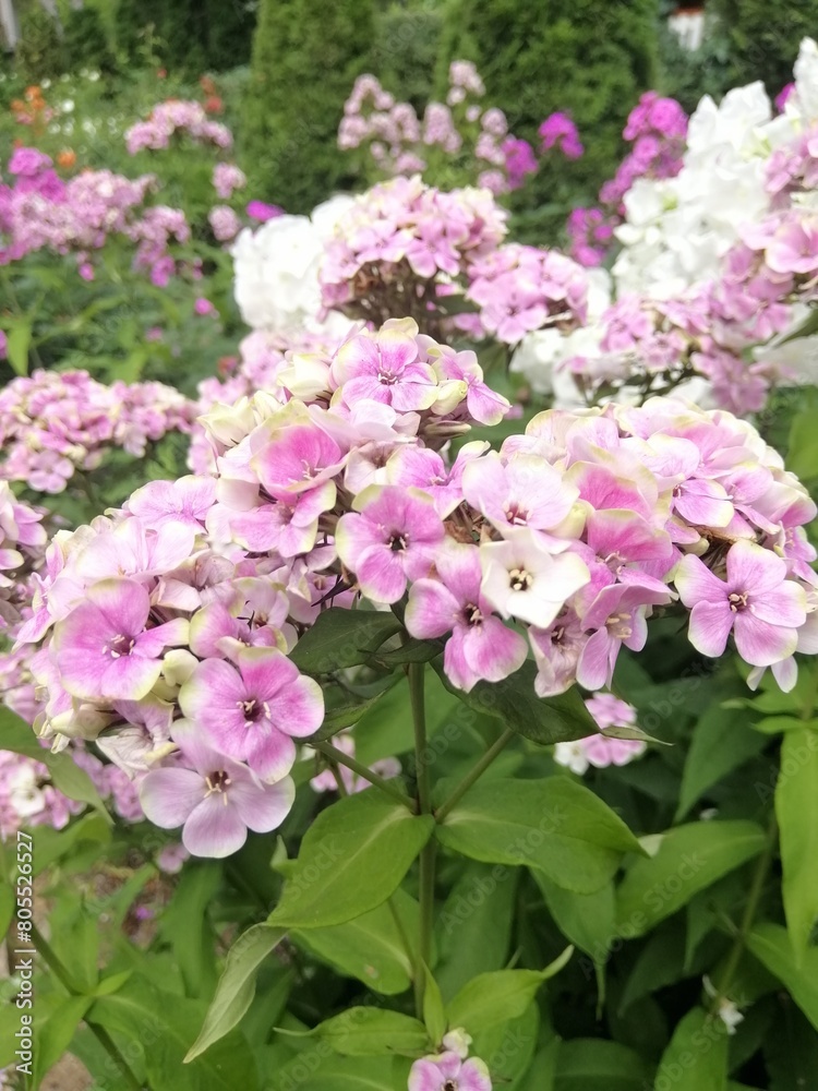 beautiful unusual and rare Phlox Bold and Beautiful with delicate pink, green and yellow flowers. Blooming Phlox paniculata Sherbet Blend on the flowerbed beautiful unusual and rare Phlox Bold and Beautiful with delicate pink, green and yellow flowers. Blooming Phlox paniculata Sherbet Blend on the flowerbed