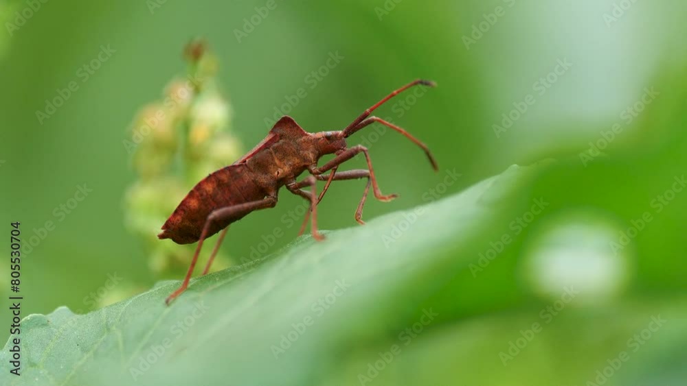 Macro shot view of insect with crustacean and antennae among greens. Macro shot view of insect with crustacean and antennae among greens.