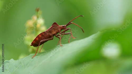 Macro shot view of insect with crustacean and antennae among greens. photo