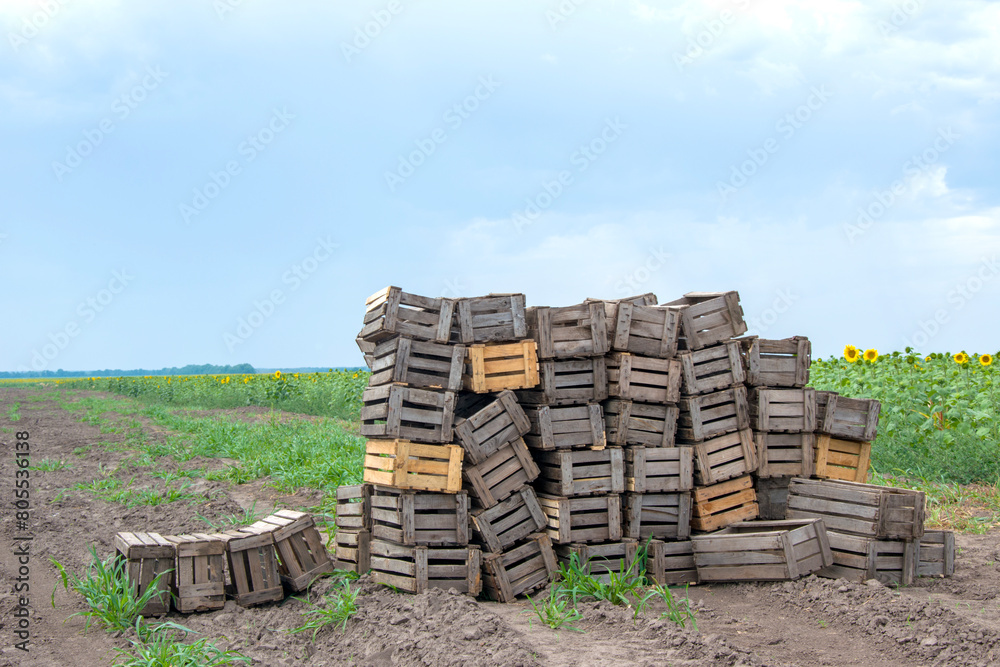 A cluster of wooden crates sits in a field with sunflowers under a sunny sky. The natural landscape is enhanced by the presence of plants and grass A cluster of wooden crates sits in a field with sunflowers under a sunny sky. The natural landscape is enhanced by the presence of plants and grass