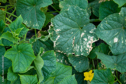 A terrestrial plant with herbaceous characteristics, this annual plant is a groundcover with green leaves and vibrant yellow flowers. It belongs to the squash family photo