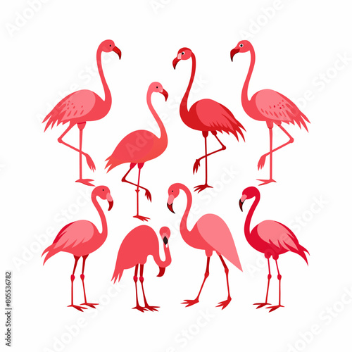 flamingos in water © erick