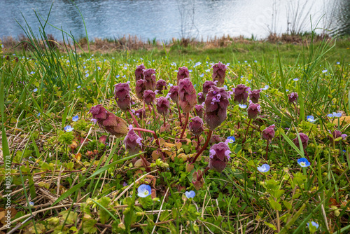 Purple dead nettle growing on a field of green grass with blue flowers around and water in the background. photo