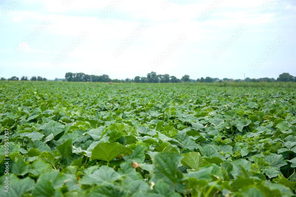 Cucumber field. Vast field of green crops stretching towards the horizon under a soft cloudy sky, symbolizing agricultural abundance. Cucumber field. Vast field of green crops stretching towards the horizon under a soft cloudy sky, symbolizing agricultural abundance.