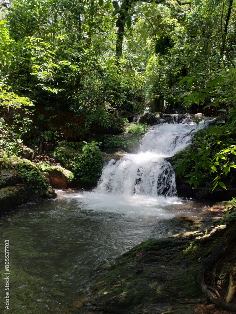 Fototapeta premium waterfall in the forest