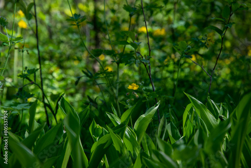 Forest glade with lilies of the valley and celandine green background bokeh. Spring wildplants. photo