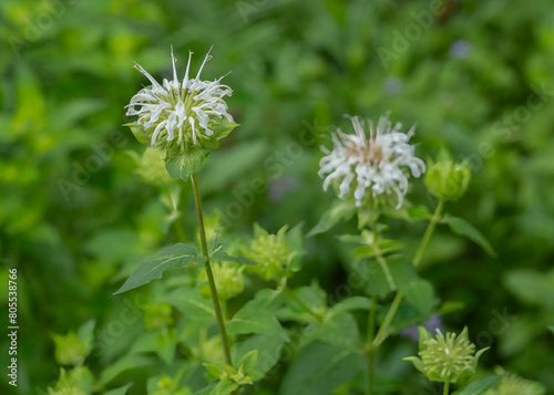 White Bergamot  Monarda clinopodia  flower  leaves  stems and buds. Native garden plant. Horizontal portrait.