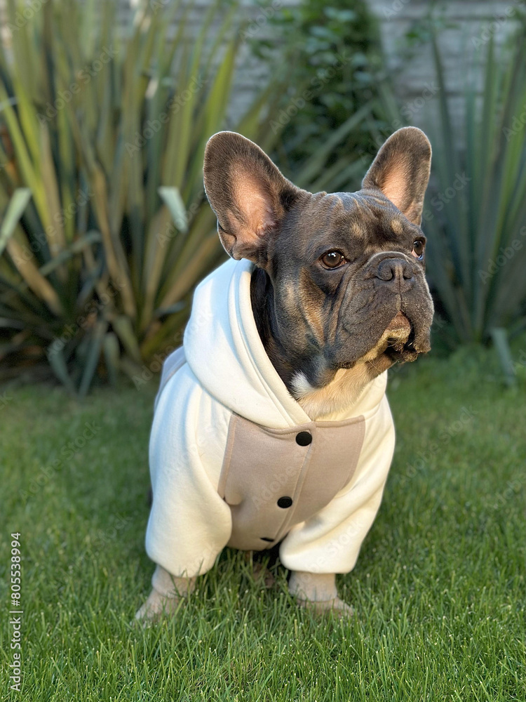 French bulldog on the lawn against a blurred yucca background. Fashionable dog in a stylish fashionable sweatshirt. Little cute dog on the fresh green grass in comfortable knitted clothes. 
