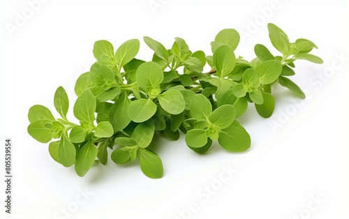 Fragrant Oregano