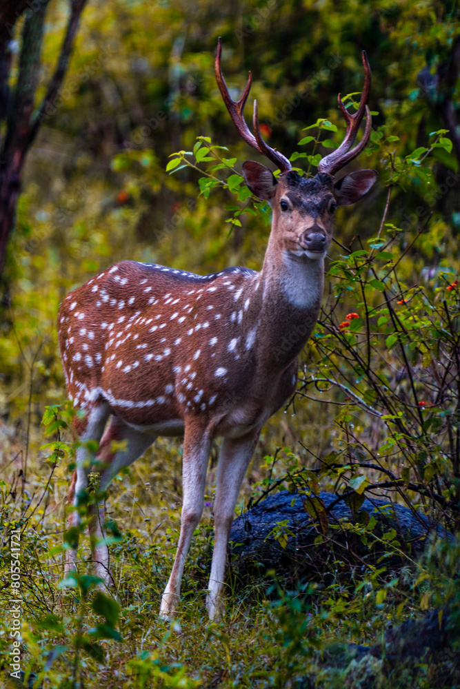 Obraz premium Deer in Ooty's Mudumalai Forest -high quality Stock Photo Collection