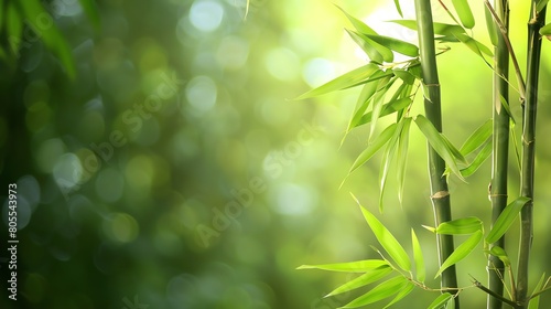 A verdant grove of bamboo  its leaves a lush green and its stalks towering overhead.